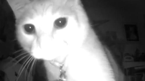 Kelso the cat looking interested in night vision camera