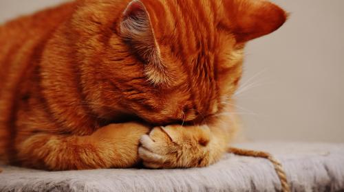 A short-haired cat buries its face in its paws.
