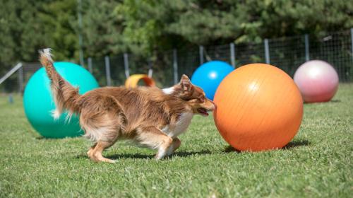 A Border Collie playing Treibball.