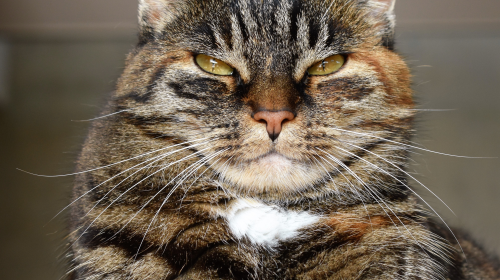 A short-haired tabby cat with a devious expression.