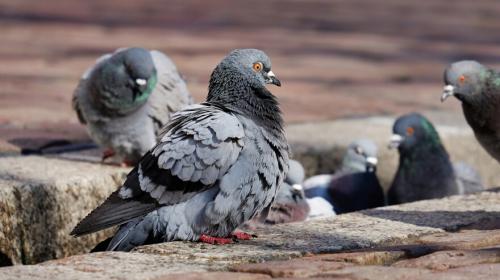 A picture of a group of pigeons.