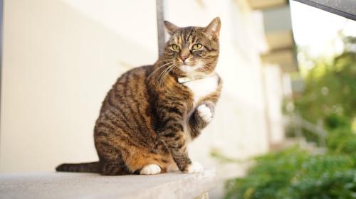 A picture of a cat Freya took.