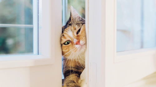 A cat distributing itself to a new home by squeezing through a slightly opened window.