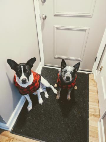 A picture of Pixel and Dante, Ellen's dogs.