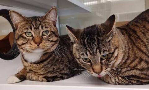 Two very hansome tabby cats