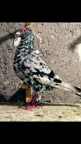 A picture of a pigeon.