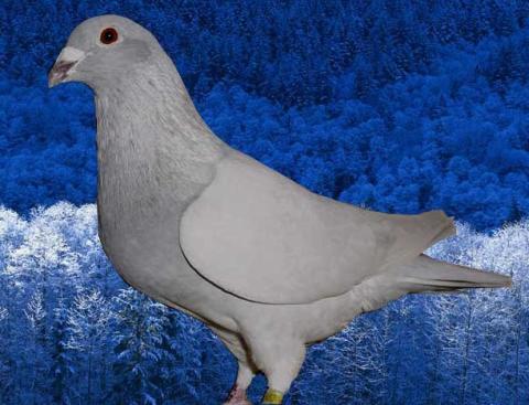 A picture of a pigeon.