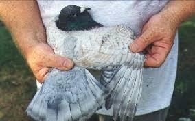 An image of a person holding a pigeon.