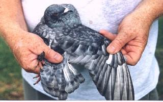 A picture of a person holding a pigeon.