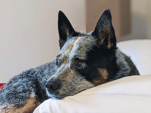 A close-up of Dante, Ellen's Australian cattle dog (blue heeler).