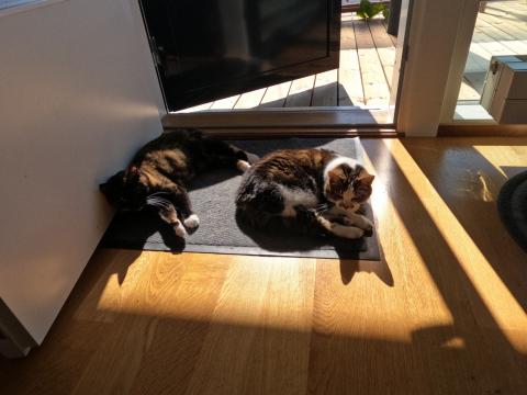 Arvi's cats basking in the Finnish sun: